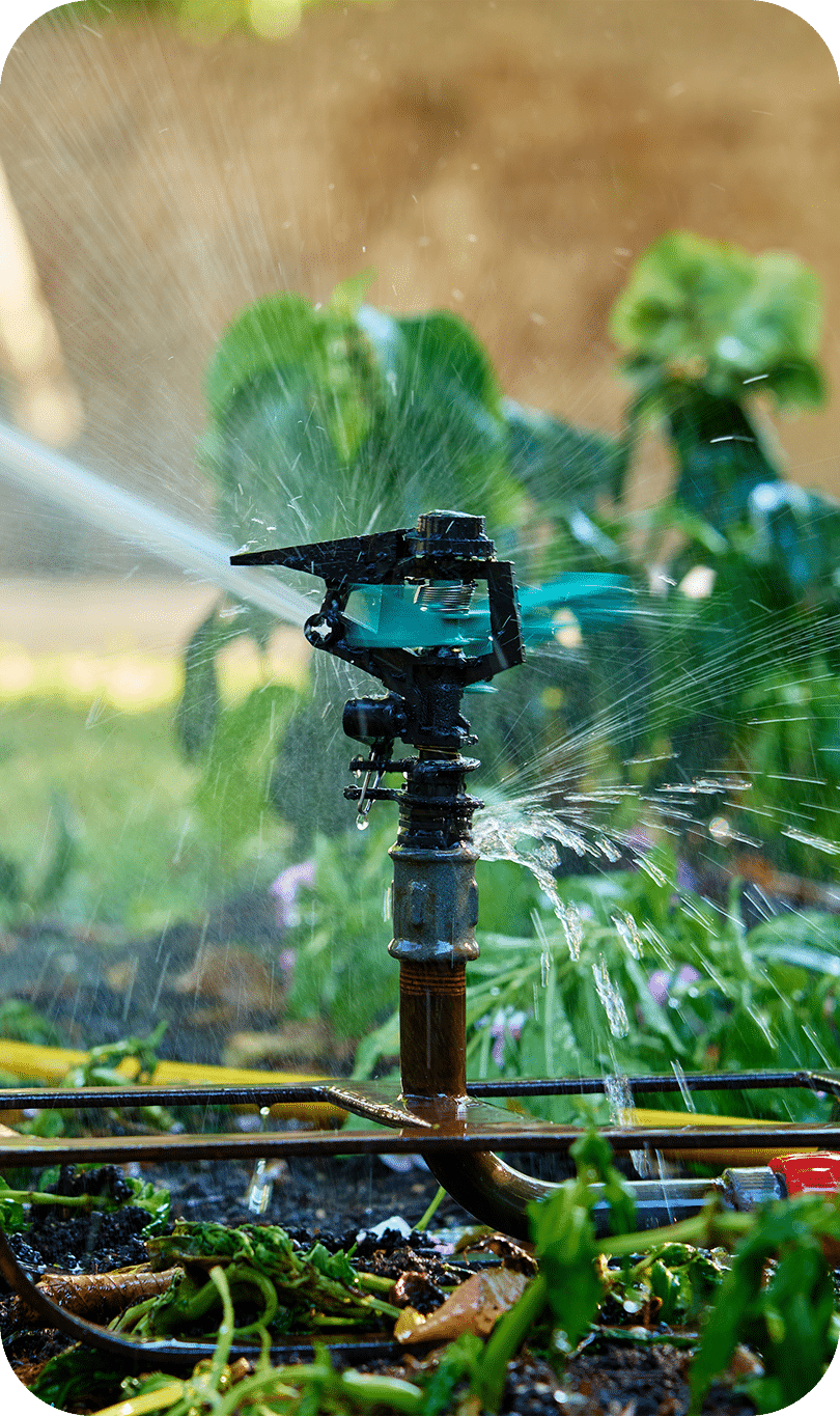 Garden Sprinkler Watering Lush Green Plants
